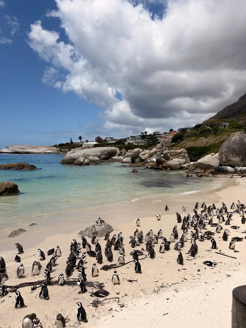 📍 Boulders Beach, Cape Town · Penguins on the sand